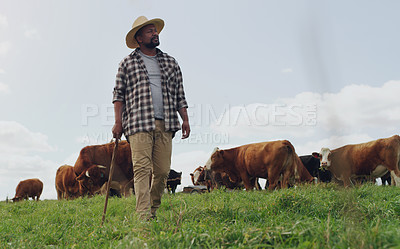 Buy stock photo Agriculture, cow and black man thinking on farm, walking with stick and farming mockup. Land, cattle and African male farmer with livestock eating on grass field for milk, beef and meat production.