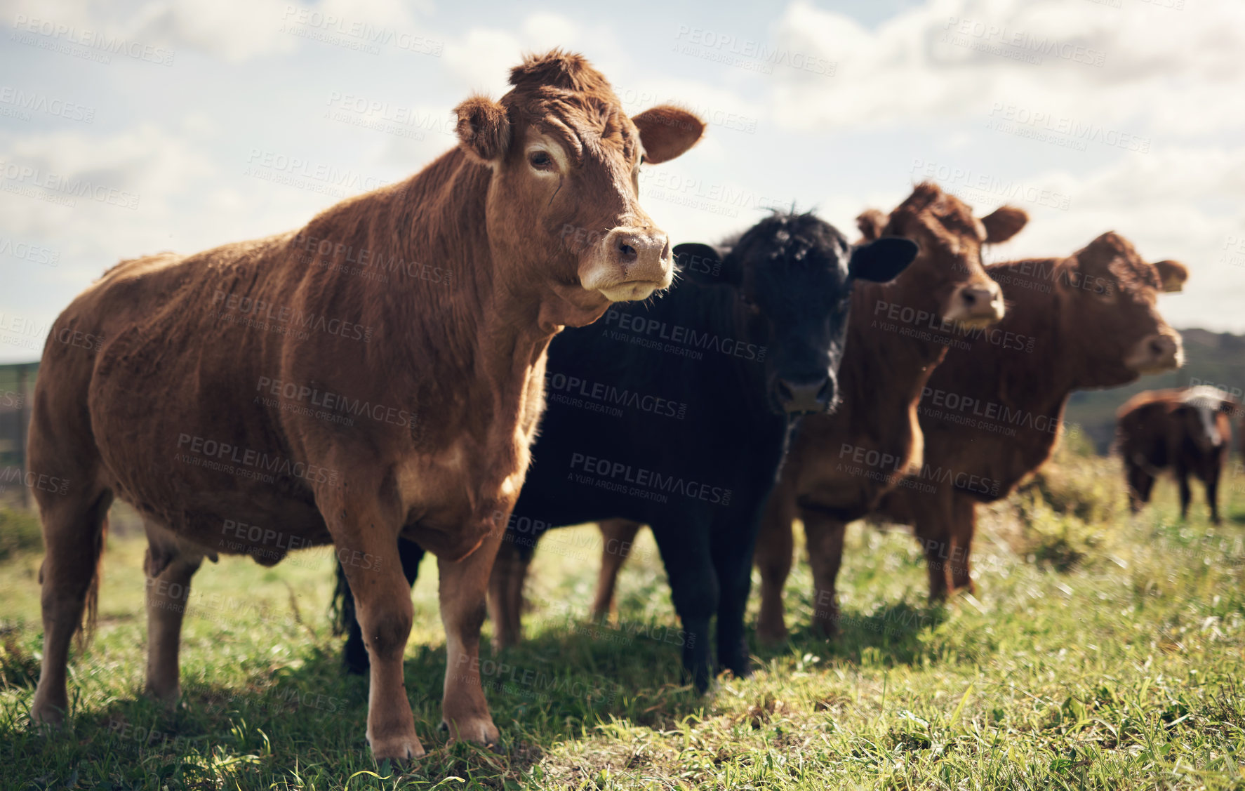 Buy stock photo Shot of a herd of cows on a farm