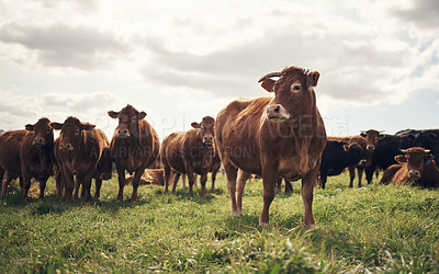 Buy stock photo Cows, farm and agriculture landscape with grass, field of green and calm countryside nature. Cattle, sustainable farming and animals for beef industry, meat or cow on pasture, meadow or environment