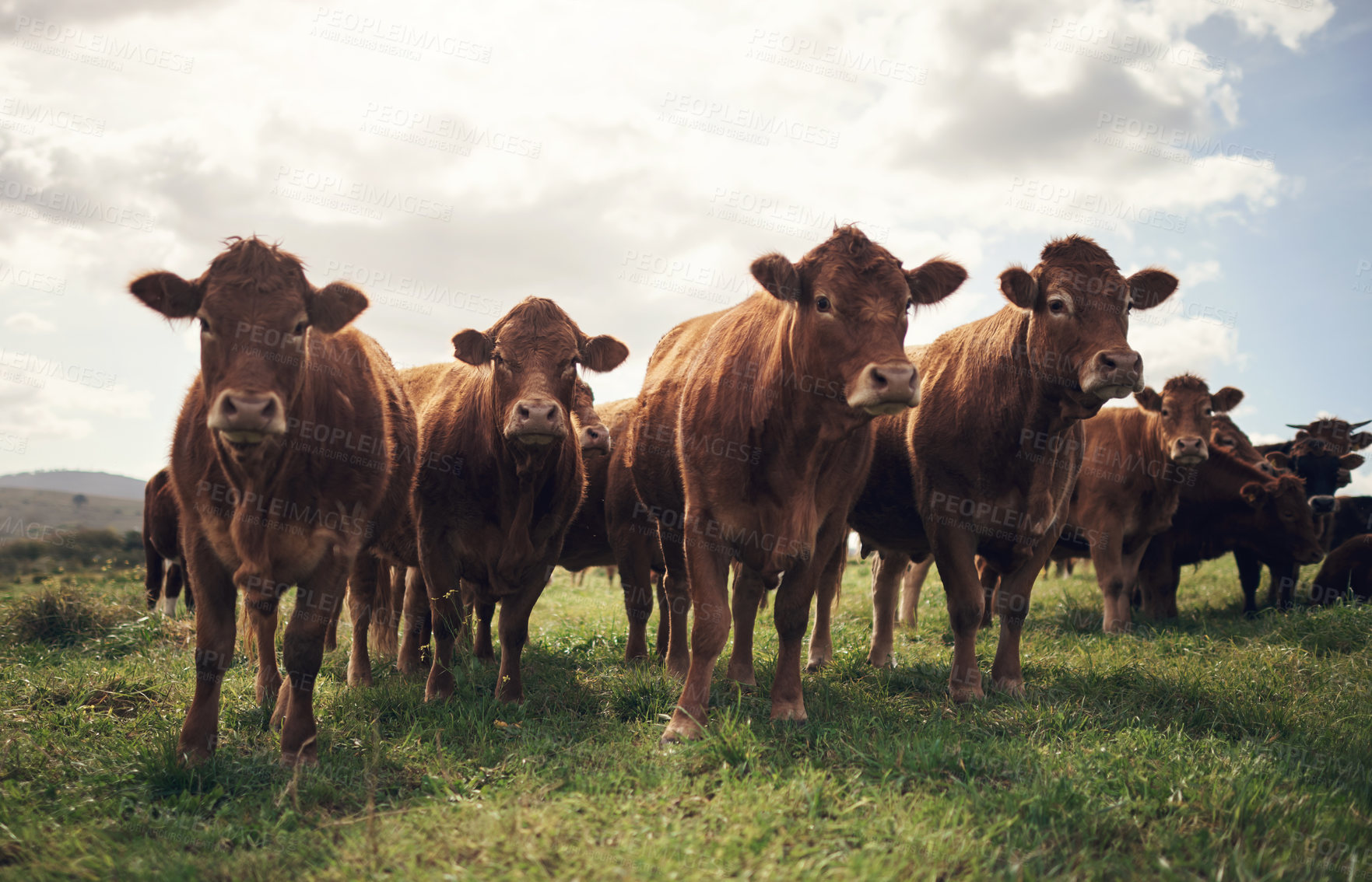 Buy stock photo Shot of a herd of cows on a farm