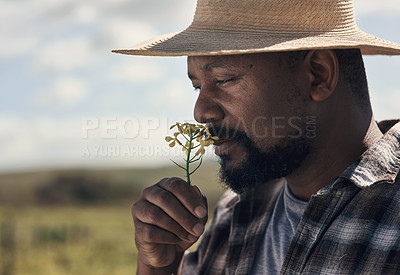 Buy stock photo Shot of a mature man spelling a freely picked crop while working on a farm