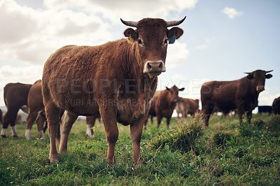 Buy stock photo Cows, agriculture and farm landscape with grass, field of green and calm countryside nature. Cattle, sustainable farming and animals for beef industry, meat or cow on pasture, meadow or environment
