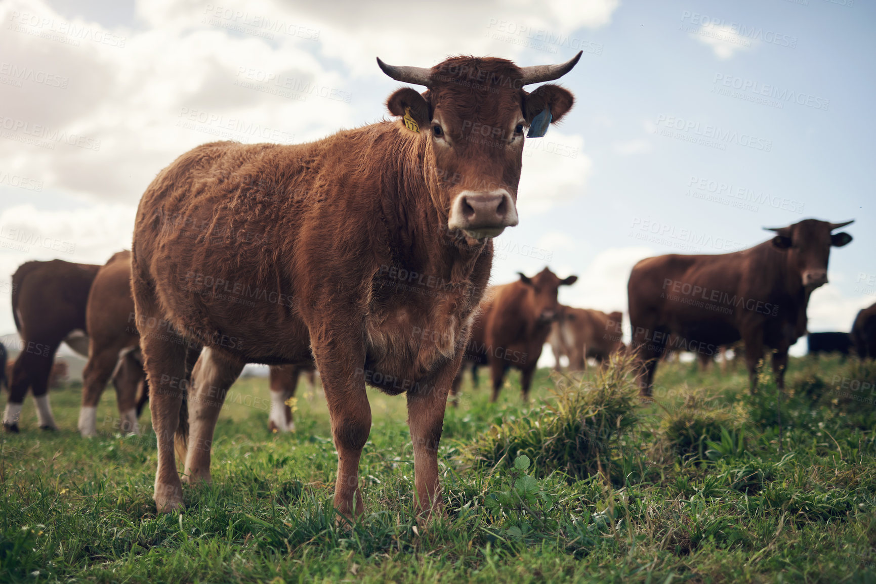 Buy stock photo Cows, agriculture and farm landscape with grass, field of green and calm countryside nature. Cattle, sustainable farming and animals for beef industry, meat or cow on pasture, meadow or environment