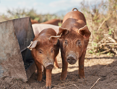 Buy stock photo Shot of pigs roaming around on a farm