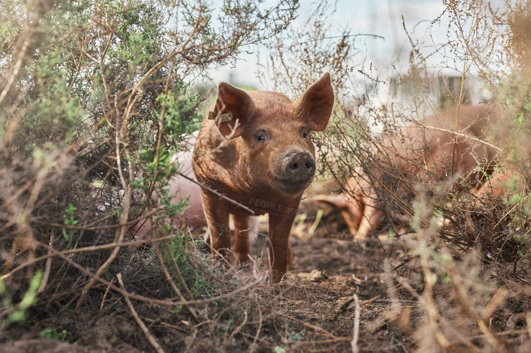 Buy stock photo Shot of pigs roaming around on a farm