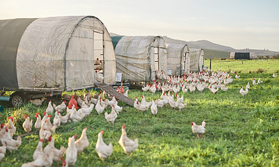 Buy stock photo Shot of chickens and a henhouse on a farm