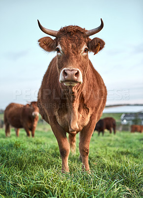 Buy stock photo Shot of a herd of cows on a farm