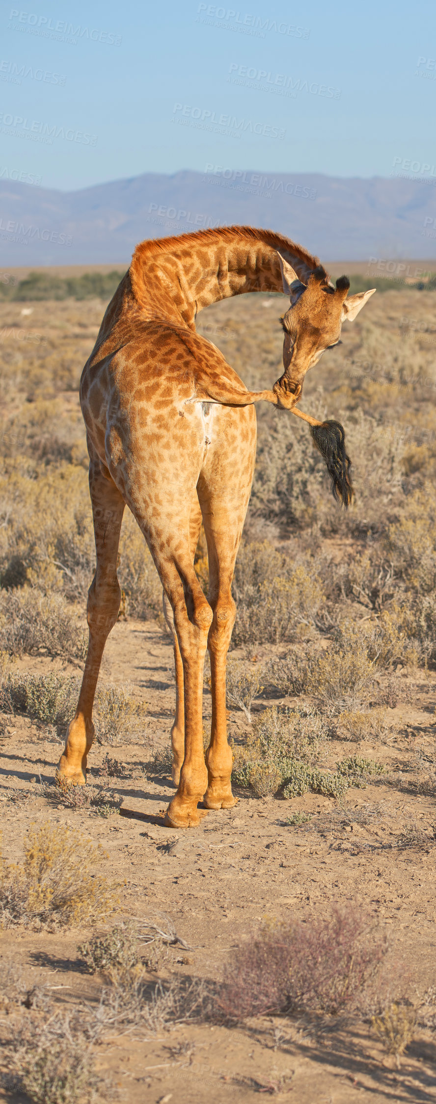 Buy stock photo A photo of a beautiful giraffe on the savanna late afternoon in South Africa