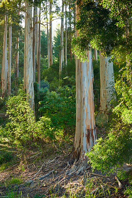 Buy stock photo Beautiful forest with lush green plants and tall trees growing in a peaceful and remote environment. Landscape of Eucalyptus trees growing outside in nature at Table Mountain national park in spring