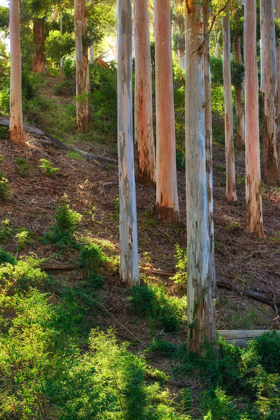 Buy stock photo Plants and trees on a mountain in South Africa, Western Cape. Landscape view of beautiful green scenery and pine trees in a natural environment during summer. Vegetation and greenery in nature