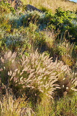 Buy stock photo Crimson fountain grass or cenchrus setaceus growing on a field outdoors. Closeup of perennial buffelgrass from the poaceae species blooming and blossoming in nature on a sunny day in a nature reserve