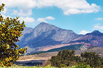 Flowers, plants and trees on mountain side in South Africa