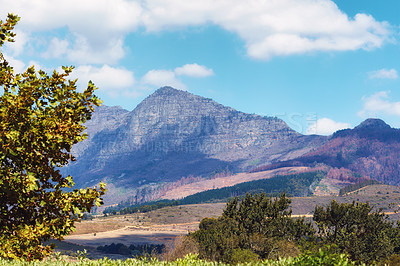 Buy stock photo Vibrant, beautiful plants surrounding a mountain in Cape town, South Africa with copy space. Tall trees and lush green bushes growing in peaceful harmony. Calm, fresh, and soothing nature outdoors