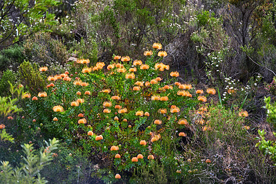Buy stock photo Above shot of orange protea flowers growing outside in their natural habitat. Plant life and vegetation growing and thriving on a mountainside in a lucious forest or woods as part of scenic nature