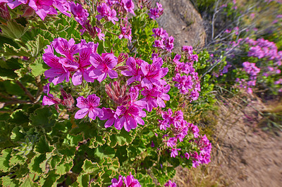 Buy stock photo Vibrant regal pelargonium from the geranium species blooming and blossoming in a dry natural landscape in South Africa on a sunny day outdoors. Colorful pink flowers growing on a mountain side. 