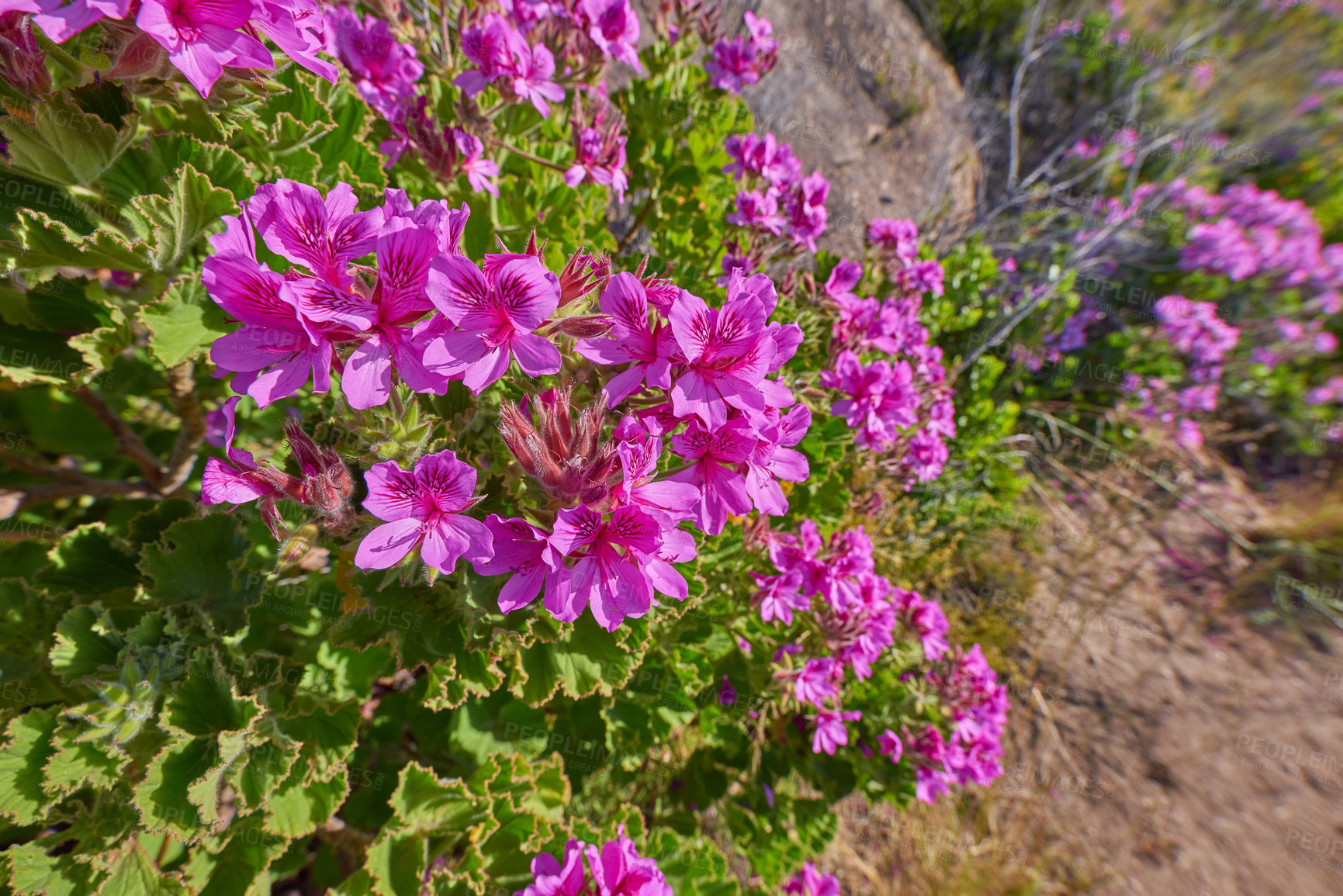 Buy stock photo Vibrant regal pelargonium from the geranium species blooming and blossoming in a dry natural landscape in South Africa on a sunny day outdoors. Colorful pink flowers growing on a mountain side. 