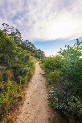 Buy stock photo Hiking trail in nature along a path in a forest on Table Mountain below a cloudy sky. Trees and lush green bushes growing in harmony. Peaceful soothing ambience with calming views and copy space