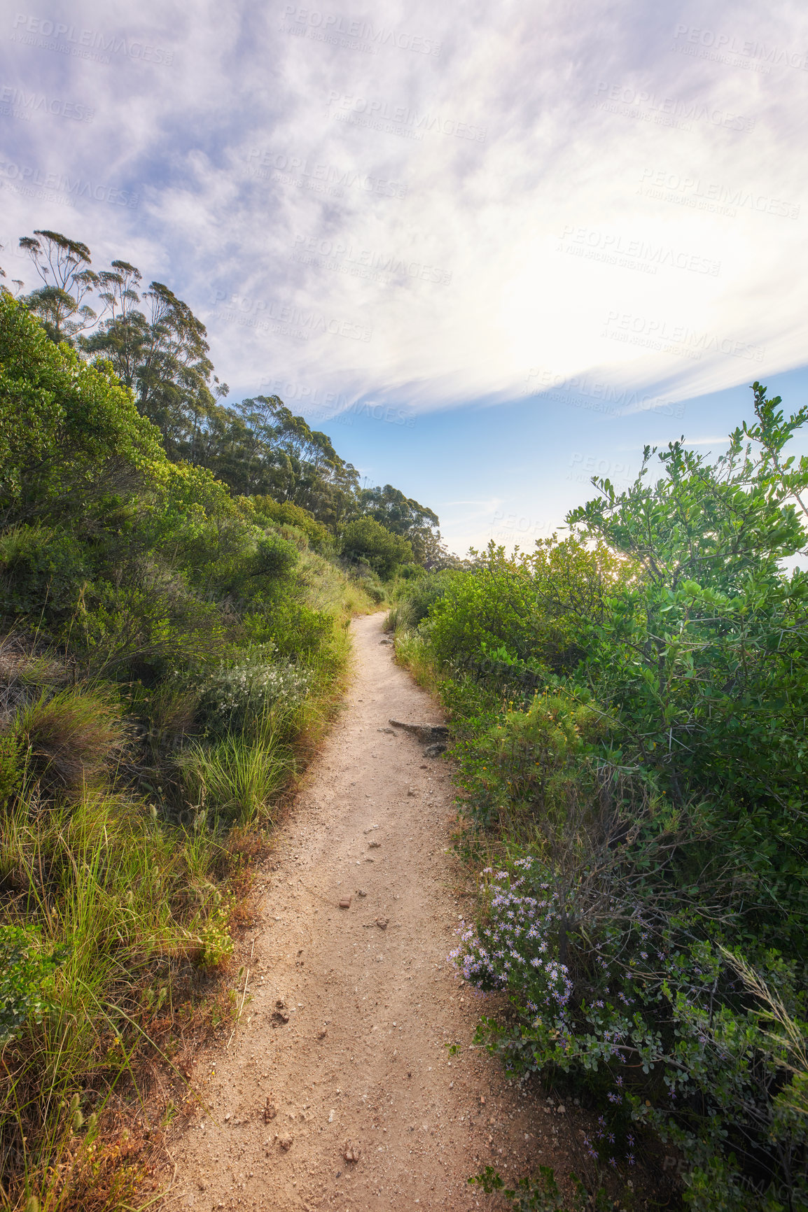 Buy stock photo Hiking trail in nature along a path in a forest on Table Mountain below a cloudy sky. Trees and lush green bushes growing in harmony. Peaceful soothing ambience with calming views and copy space