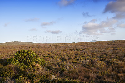 Buy stock photo The wilderness of Cape Point National Park, Western Cape, South Africa