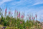 Flowers, plants and trees on mountain side in South Africa