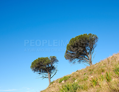 Buy stock photo Trees growing on a mountain slope against a clear blue sky background with copy space. Remote and rugged nature reserve on a sunny summer day. Lush green landscape from below in a peaceful field