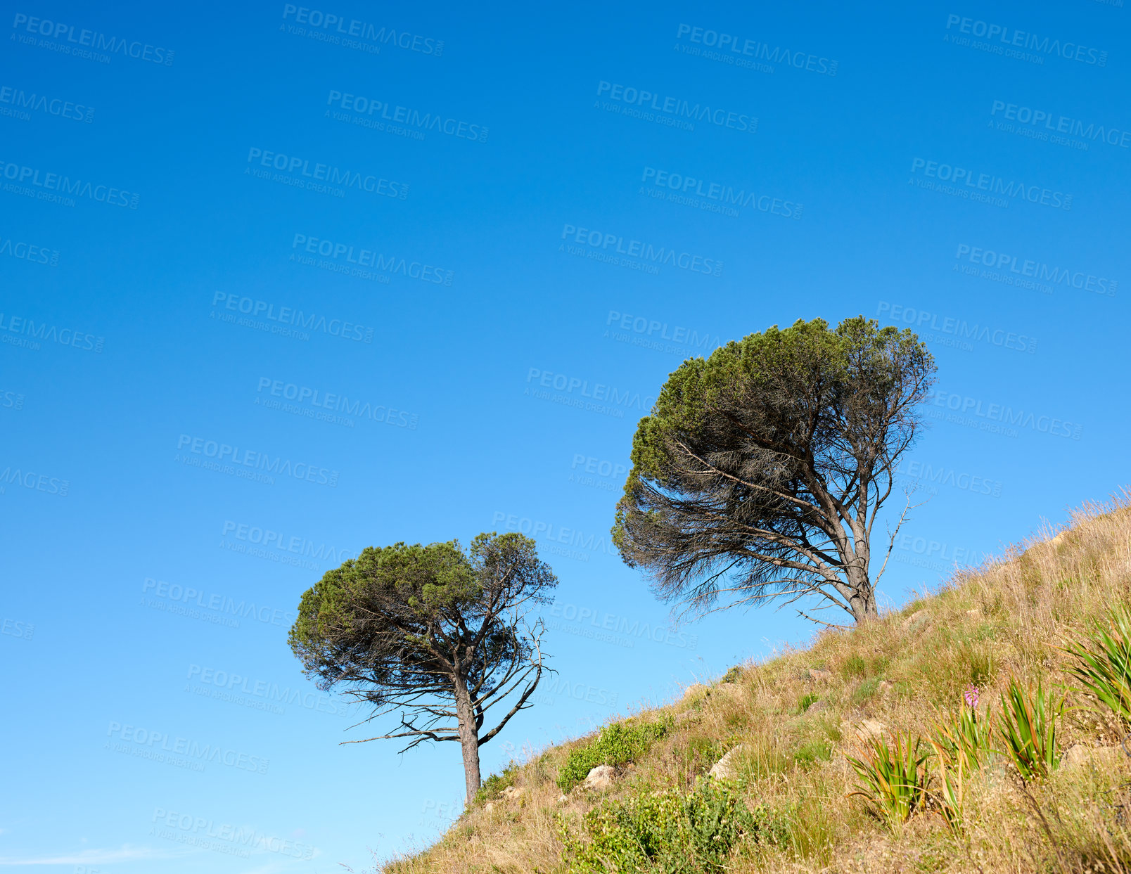 Buy stock photo Trees growing on a mountain slope against a clear blue sky background with copy space. Remote and rugged nature reserve on a sunny summer day. Lush green landscape from below in a peaceful field