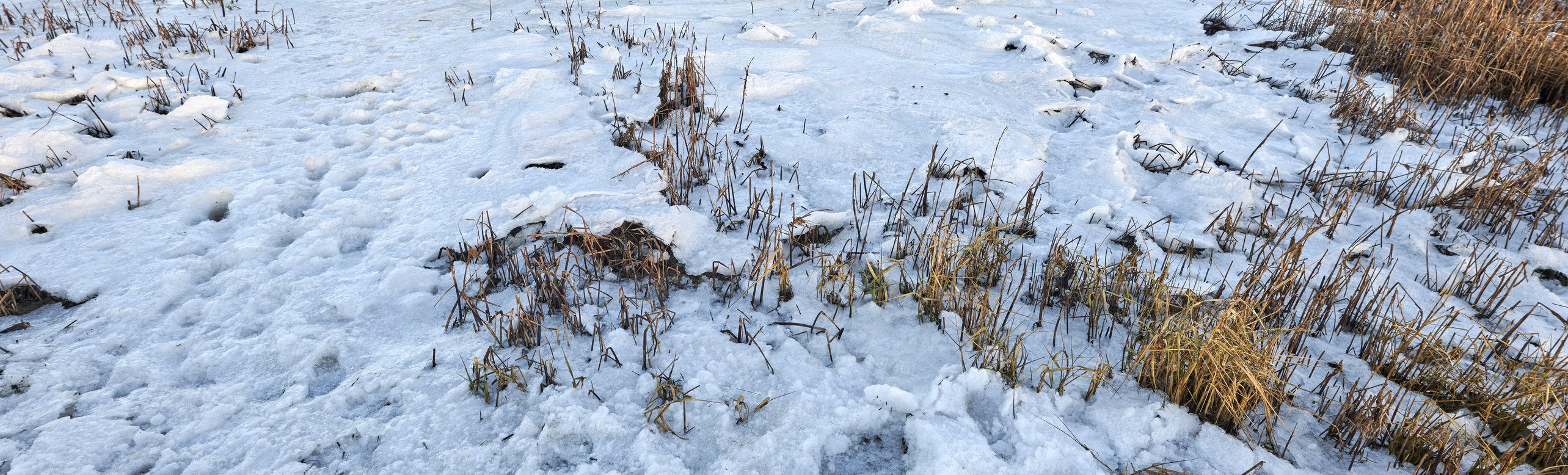 Buy stock photo Photos of Danish winter by the coast of Kattegat.