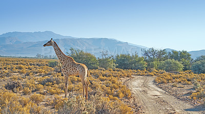 Buy stock photo A photo of a beautiful giraffe on the savanna late afternoon in South Africa