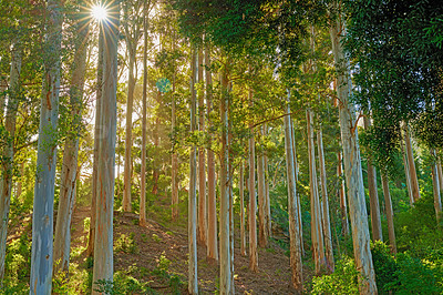Buy stock photo Wild trees growing in a forest with lush plants and lens flare. Scenic landscape of tall wooden trunks and blooming green leaves on a sunny day outside. Peaceful and magical views in a park or woods