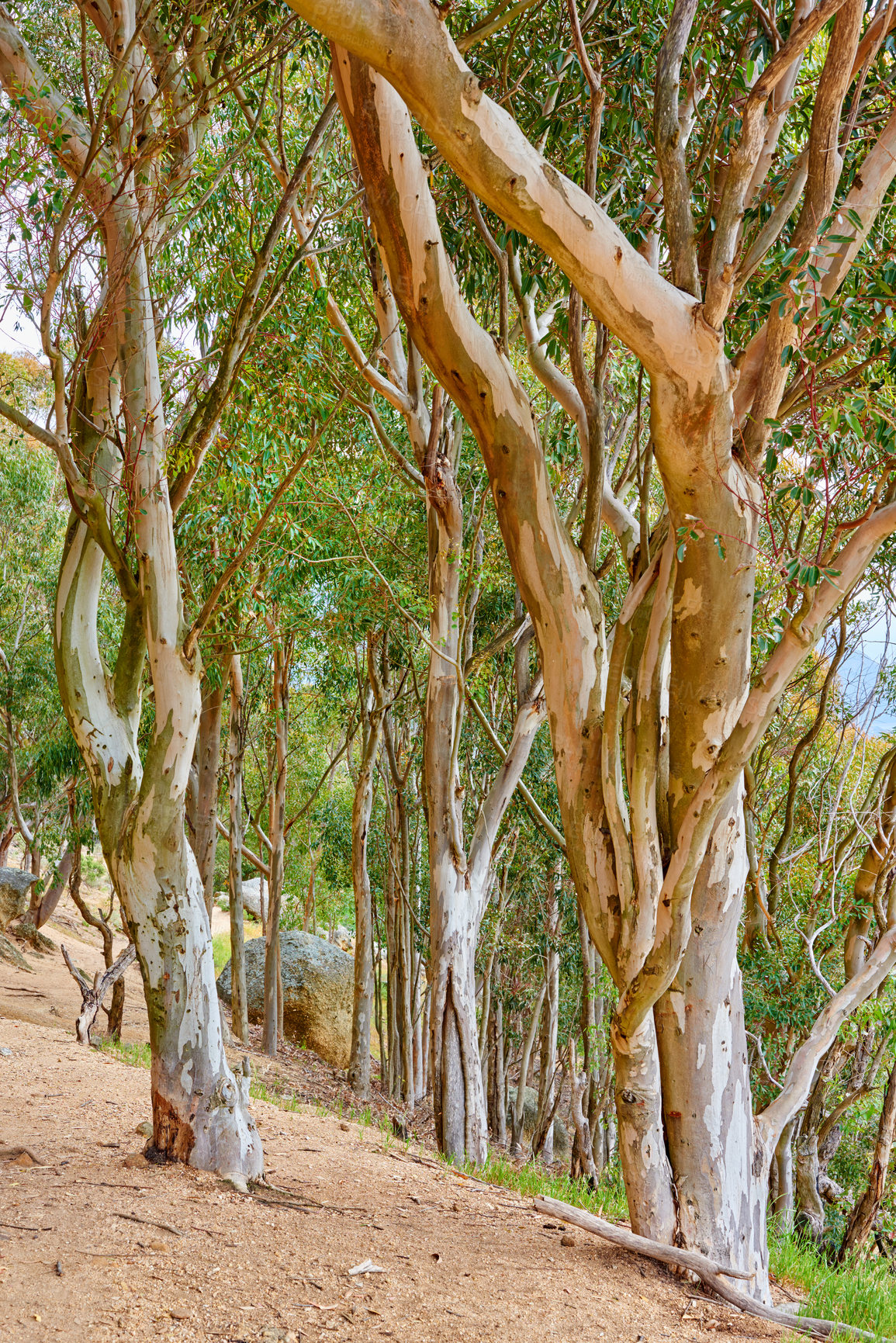 Buy stock photo Wild old trees growing in a forest or mountain slope. Scenic landscape of tall and big wooden trunks with lush green leaves in nature during spring. Peaceful and calm views in the park or woods