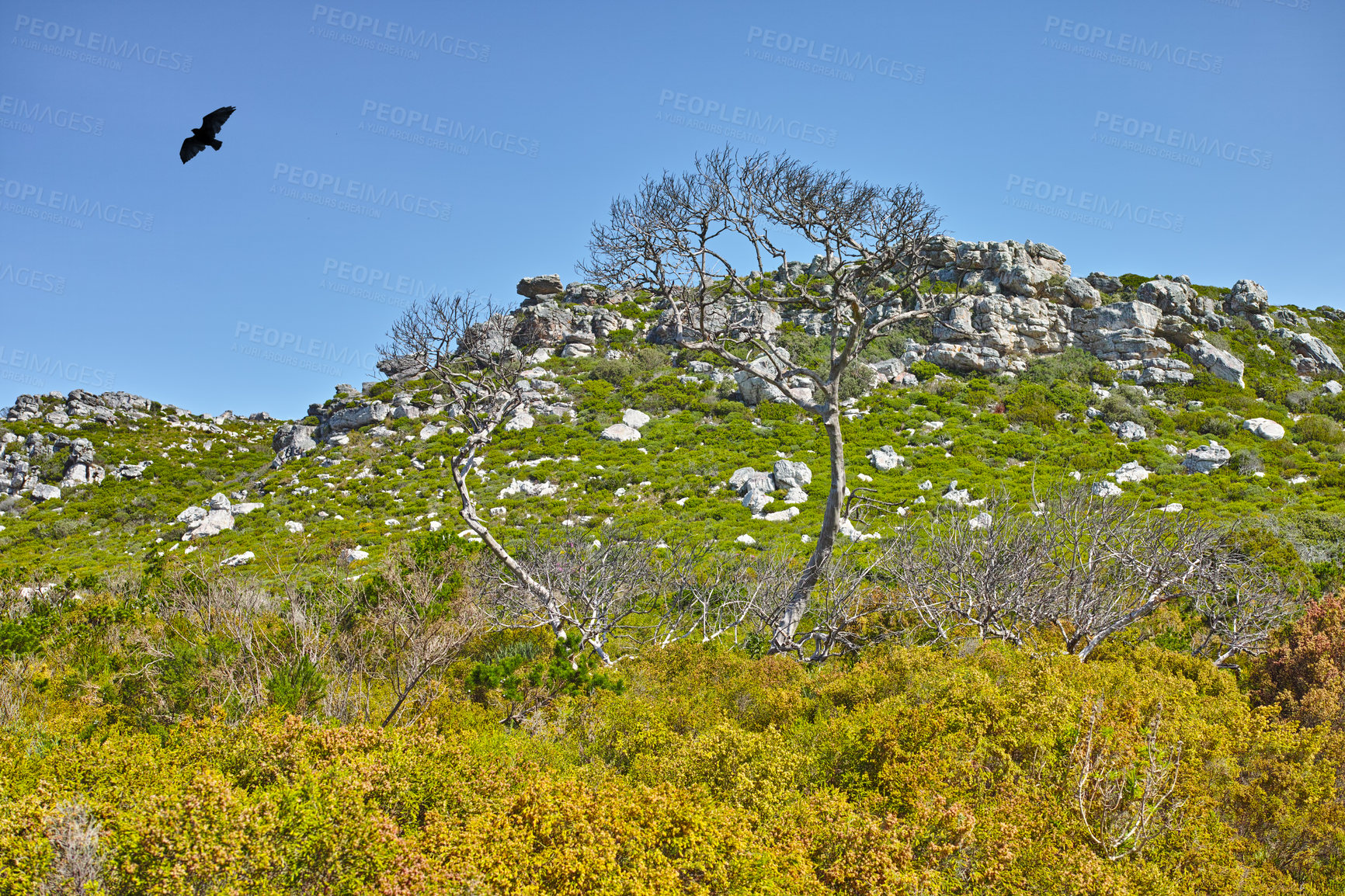 Buy stock photo Landscape view of flowers, greenery, and plants on a mountain against a blue sky during summer in Cape Town, South Africa. Beautiful scenic view of a natural landmark on a sunny day with vegetation 