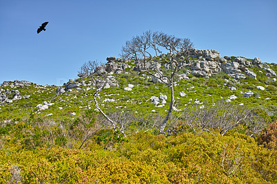 Buy stock photo Landscape view of flowers, greenery, and plants on a mountain against a blue sky during summer in Cape Town, South Africa. Beautiful scenic view of a natural landmark on a sunny day with vegetation 