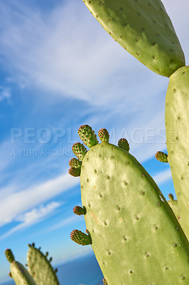 Buy stock photo A field of prickly, green cacti against a cloudy blue sky in nature. Copyspace landscape view of a cactus plant and succulents growing in a natural environment outdoors. Closeup of plants in a park