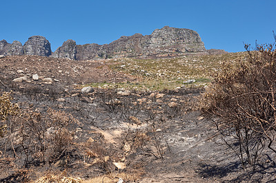 Buy stock photo Burnt bushes and vegetation on a mountain after a fire disaster. The aftermath of a natural mountain landscape destroyed by wildfire destruction on Twelve Apostles in Cape Town, South Africa.
