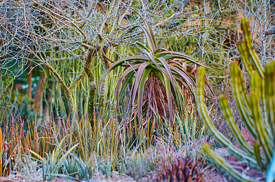 Buy stock photo Tropical horticulture of candelabra aloe vera plants for medicinal or herbal use in remote, wild countryside. View of flowering, blooming or blossoming succulent plants growing in remote destination