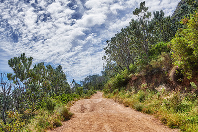 Buy stock photo Trail on Table Mountain with vibrant, beautiful nature along a path in a forest. Trees and lush green bushes growing in harmony. Peaceful soothing fresh air with stunning views of natural landscape