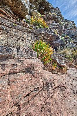 Buy stock photo Green grass and bushes growing on a rocky mountainside on Table Mountain, Cape Town in South Africa. Lush shrubs, flora and plants in a peaceful and uncultivated nature reserve in summer