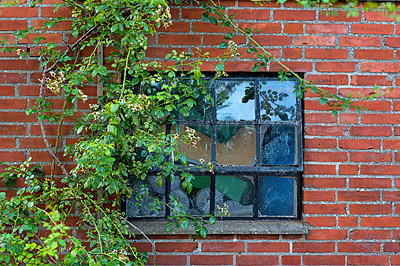 Buy stock photo Rustic architecture background of rural building. Old window in a red brick wall with vines and climbing plants growing outside. Exterior closeup of square glass with metal frame in a historic house.