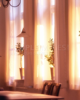 Buy stock photo Interior plant decoration in a cosy, sunlit home. Decorative branches and leaves adding zen and beauty. Two Bonsai Trees neatly arranged on a Windowsill against sunlight on curtains.