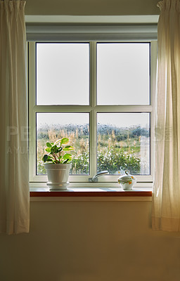 Buy stock photo A vase of fresh Baby Rubber plants placed on a windowsill with copy space. Beautiful round leaves against soft sunlight in a house. Green leafy shoots adding beauty and nature to an empty home space