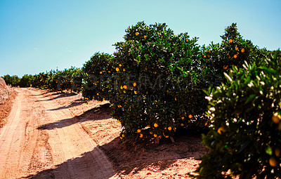 Buy stock photo Shot of oranges growing on trees on a farm