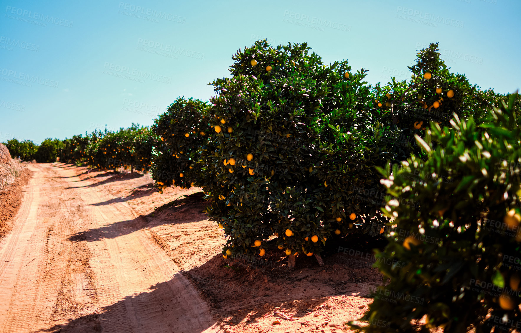 Buy stock photo Shot of oranges growing on trees on a farm