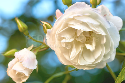 Buy stock photo A photo of a beautiful rose