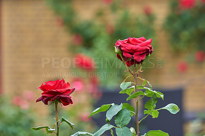 Buy stock photo A photo of a beautiful rose in the garden