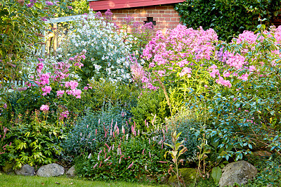 Buy stock photo Lush landscape with various flowering plants growing in a garden on a sunny day outdoors in spring. Vibrant pink fall phlox and alpine bistort or knotweed flowers blooming and blooming in nature