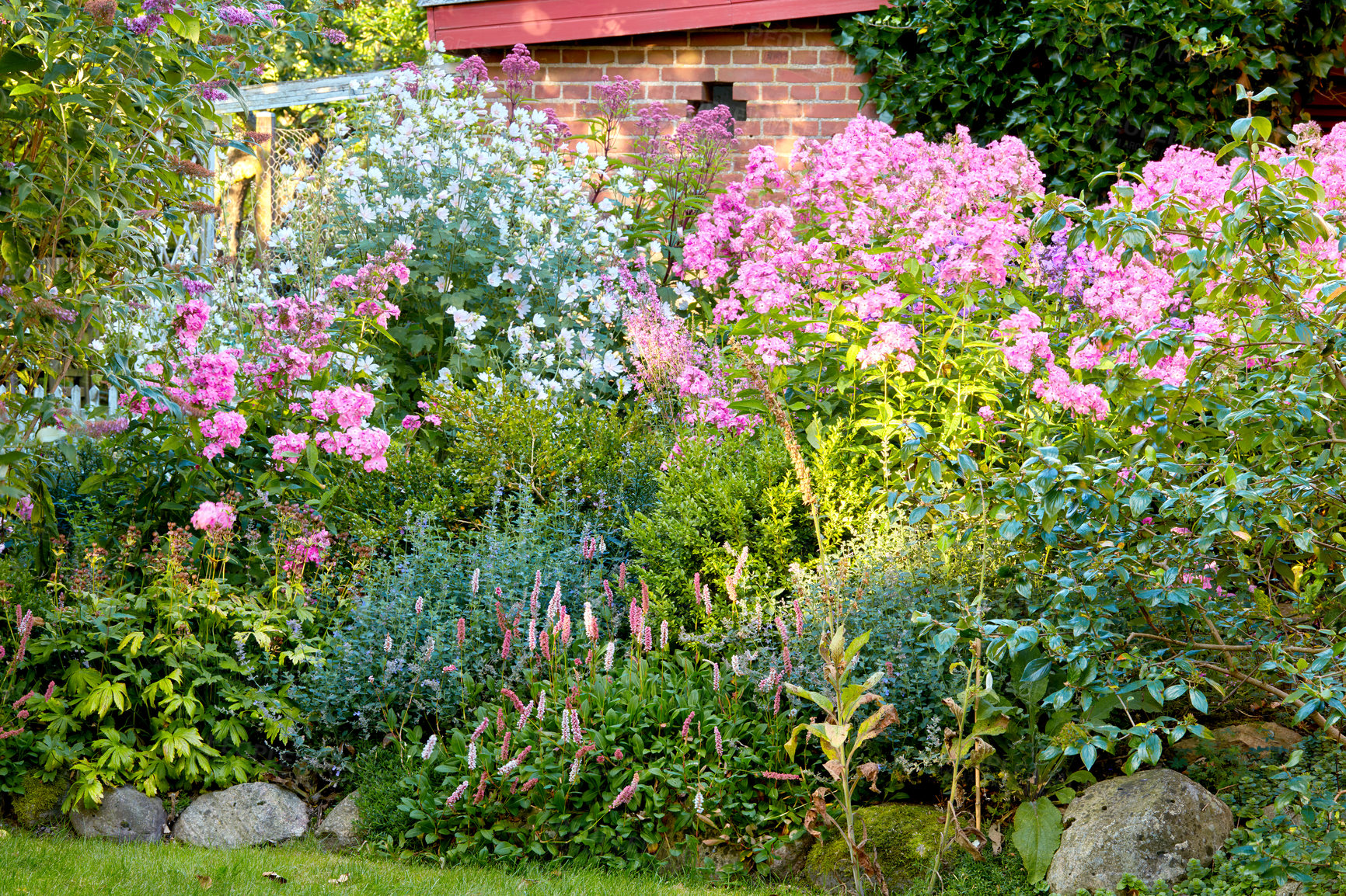 Buy stock photo Lush landscape with various flowering plants growing in a garden on a sunny day outdoors in spring. Vibrant pink fall phlox and alpine bistort or knotweed flowers blooming and blooming in nature