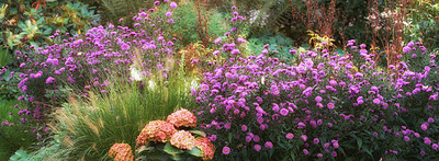 Buy stock photo Closeup of colorful flowers growing in quiet forest. Zoom in on seasonal wild plants with different shades and colors. Macro detail, texture and natures pattern of beautiful flower field in harmony 