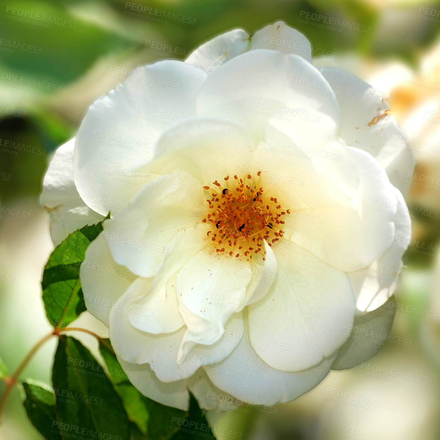 Buy stock photo A photo of a beautiful rose