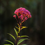 Garden dreams