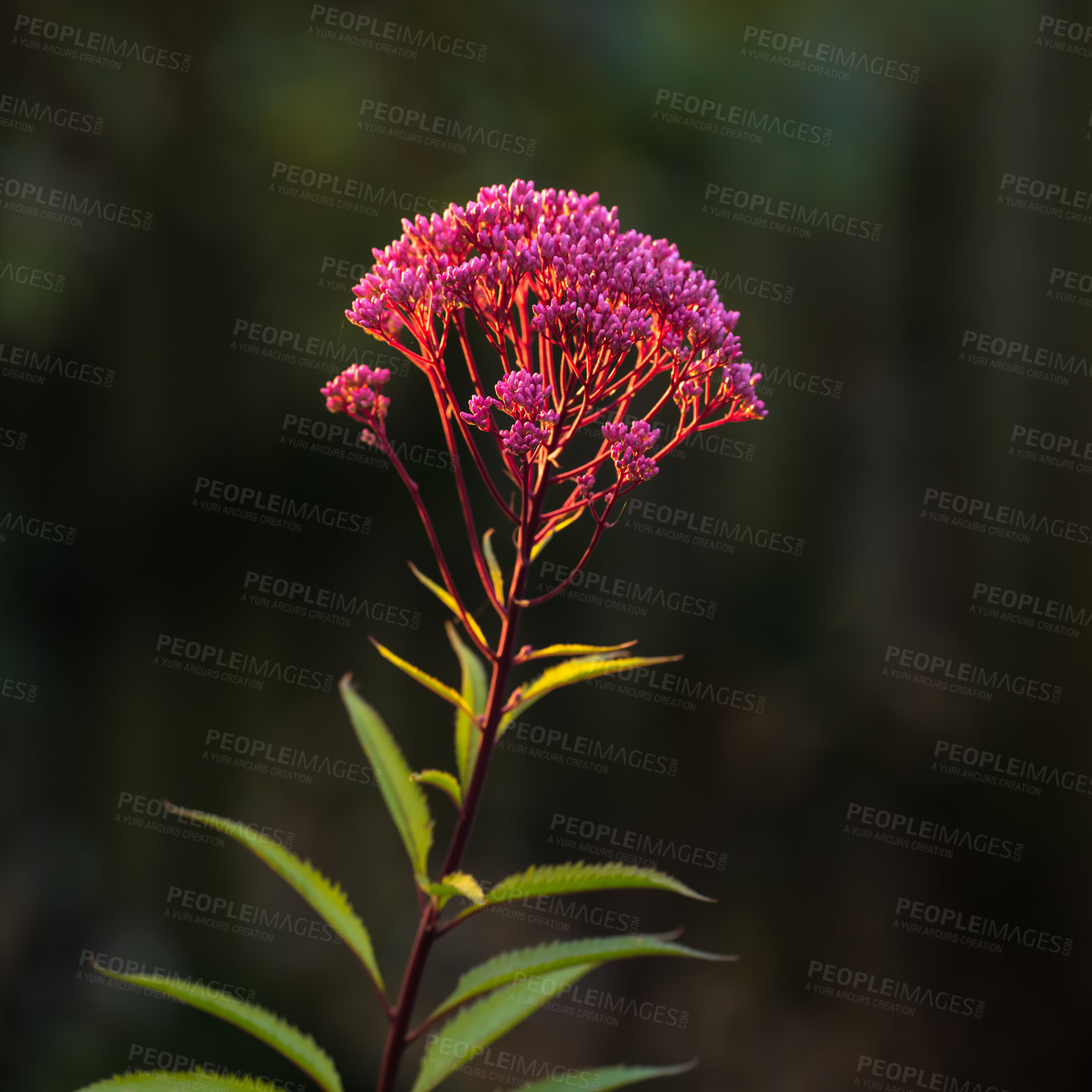 Buy stock photo A series of beautiful garden photos